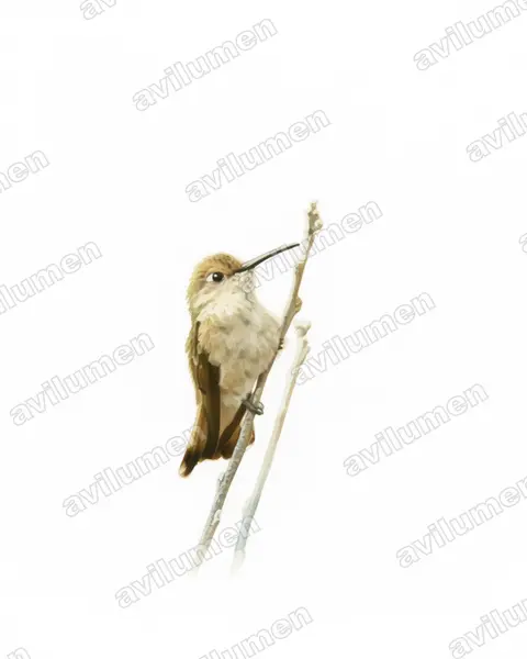 Watercolor illustration: Leucippus baeri (Tumbes hummingbird)