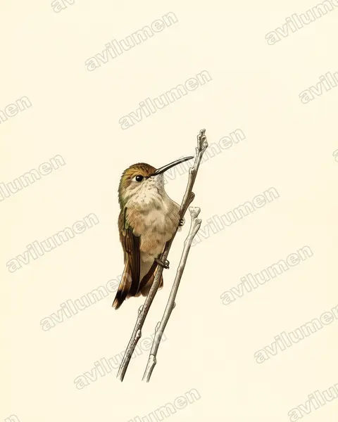 Vintage plate illustration: Leucippus baeri (Tumbes hummingbird)