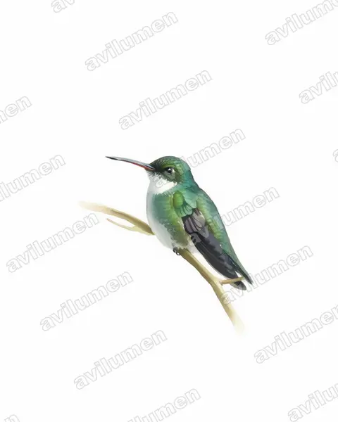 Watercolor illustration: Leucochloris albicollis (White-throated hummingbird)