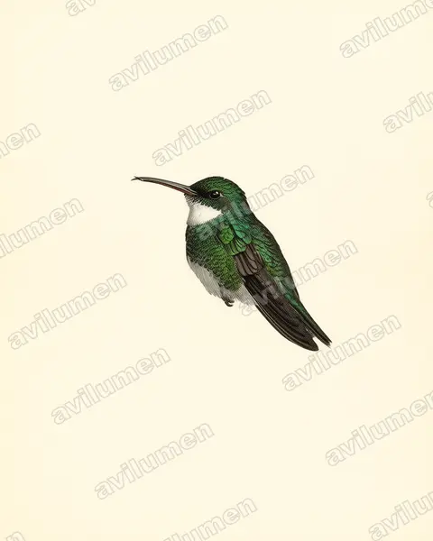 Vintage plate illustration: Leucochloris albicollis (White-throated hummingbird)