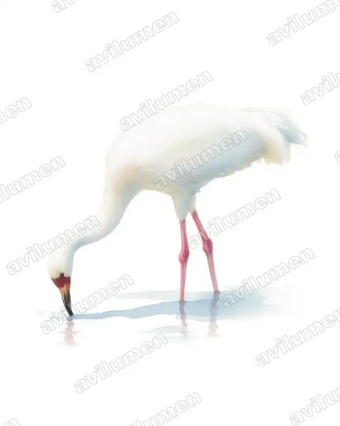 Watercolor illustration: Leucogeranus leucogeranus (Siberian Crane)