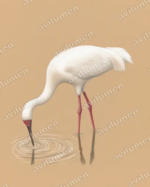Colored pencil illustration: Leucogeranus leucogeranus (Siberian Crane)