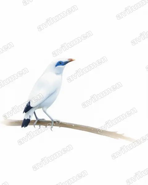 Illustration im Stil Aquarell: Balistar (Leucopsar rothschildi)