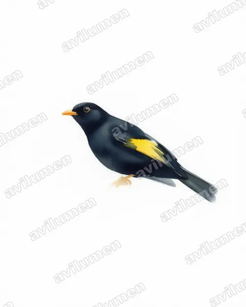 Watercolor illustration: Lipaugus ater (Black-and-gold Cotinga)