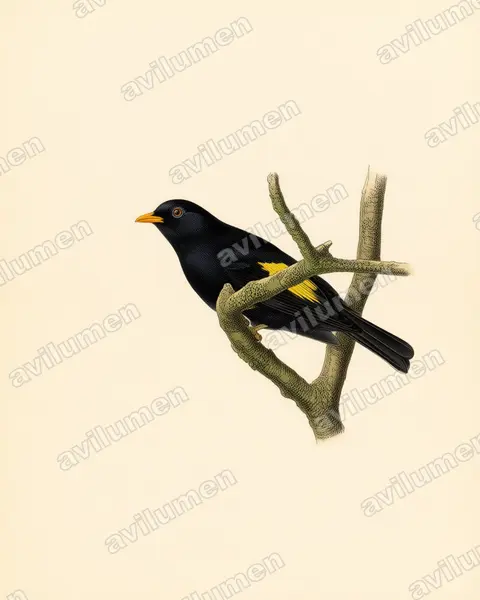 Vintage plate illustration: Lipaugus ater (Black-and-gold Cotinga)