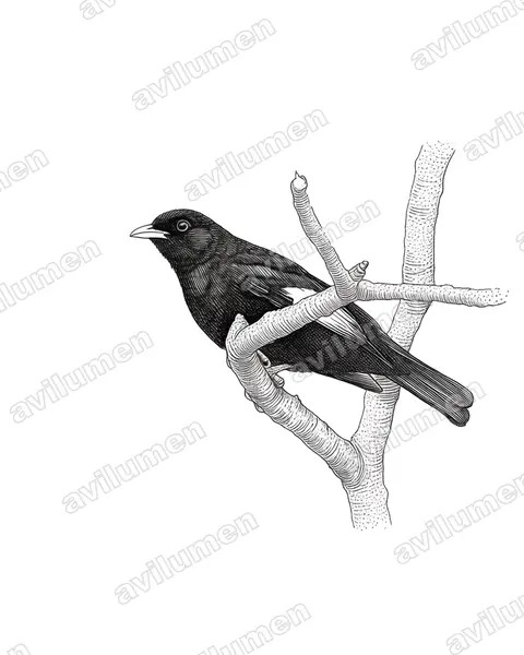 Ink illustration: Lipaugus ater (Black-and-gold Cotinga)