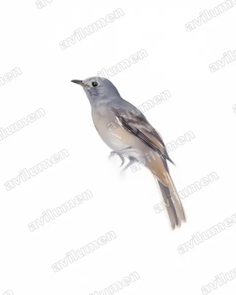 Watercolor illustration: Lipaugus lanioides (Cinnamon-vented Piha)