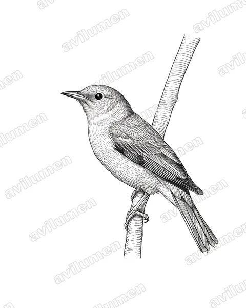 Ink illustration: Lipaugus lanioides (Cinnamon-vented Piha)