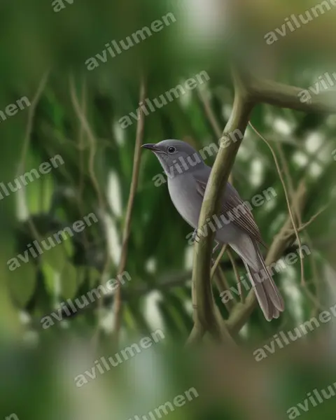 Realistic illustration: Lipaugus lanioides (Cinnamon-vented Piha)