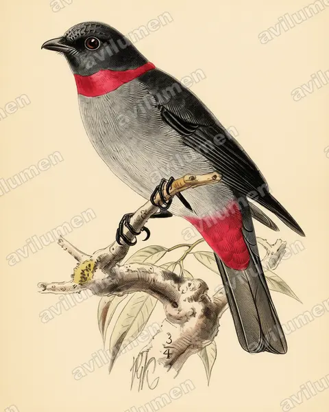 Vintage plate illustration: Lipaugus streptophorus (Rose-collared Piha)