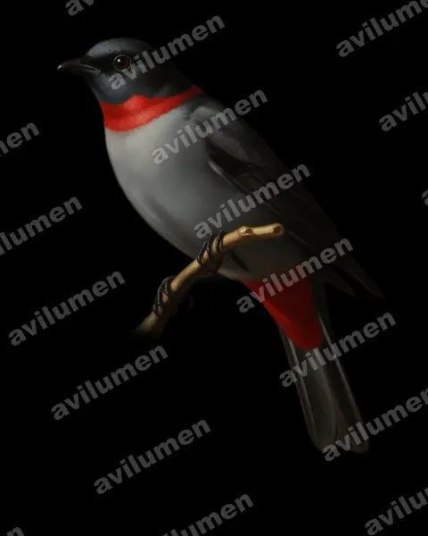 Oil illustration: Lipaugus streptophorus (Rose-collared Piha)