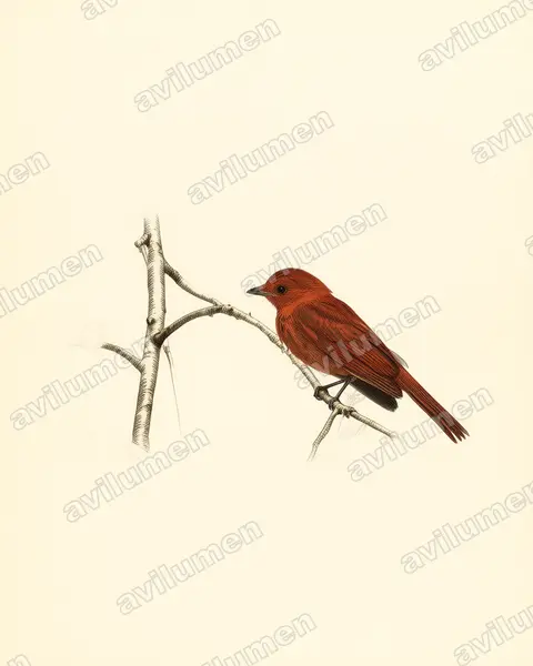 Illustration Planche ancienne : Lipaugus unirufus (Piauhau roux)
