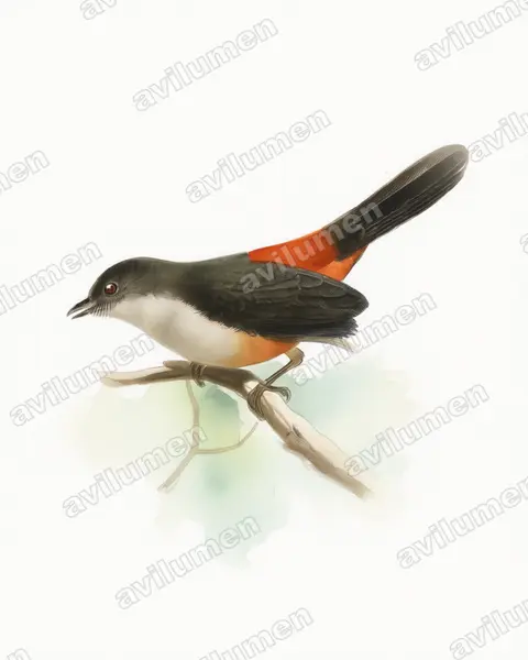 Illustration im Stil Aquarell: Scimitar-winged Piha (Lipaugus uropygialis)