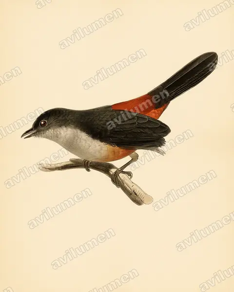 Illustration im Stil Historische Tafel: Scimitar-winged Piha (Lipaugus uropygialis)