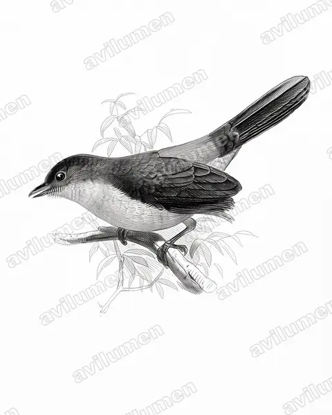 Illustration im Stil Tusche: Scimitar-winged Piha (Lipaugus uropygialis)