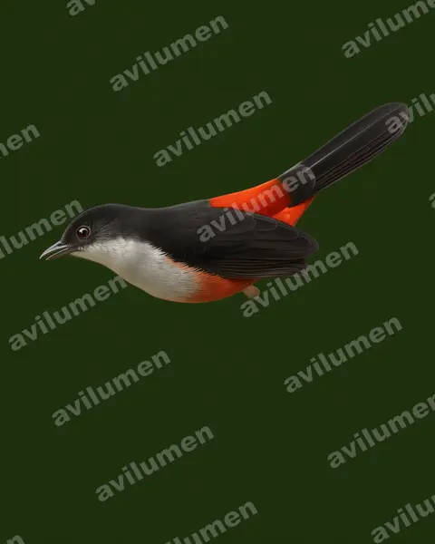 Illustration im Stil Realistisch: Scimitar-winged Piha (Lipaugus uropygialis)