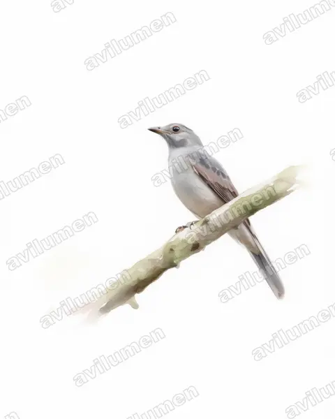 Illustration im Stil Aquarell: Schreikotinga (Lipaugus vociferans)