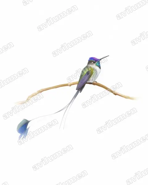 叉拍尾蜂鳥（Loddigesia mirabilis）的水彩插画
