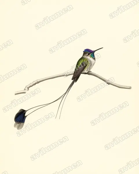 叉拍尾蜂鳥（Loddigesia mirabilis）的古典图版插画