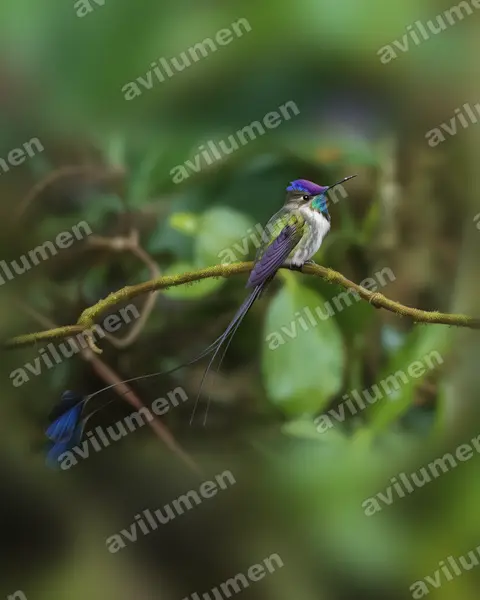 叉拍尾蜂鳥（Loddigesia mirabilis）的写实插画