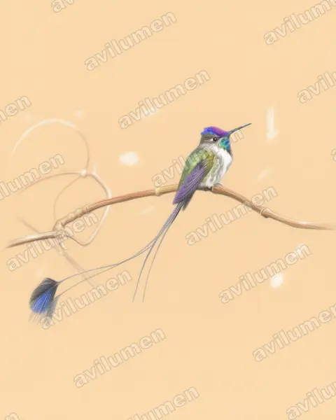 叉拍尾蜂鳥（Loddigesia mirabilis）的彩色铅笔插画