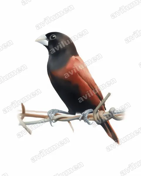 Illustration Aquarelle : Lonchura atricapilla (Capucin à tête noire)