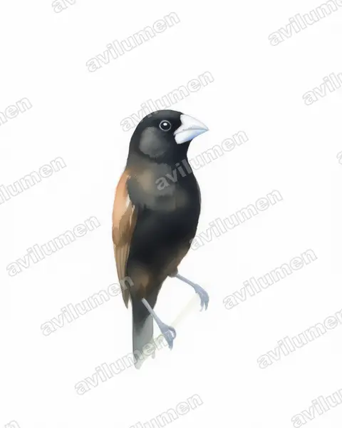 Watercolor illustration: Lonchura grandis (Great-billed Mannikin)