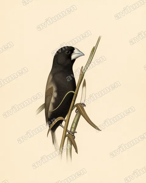 Vintage plate illustration: Lonchura grandis (Great-billed Mannikin)
