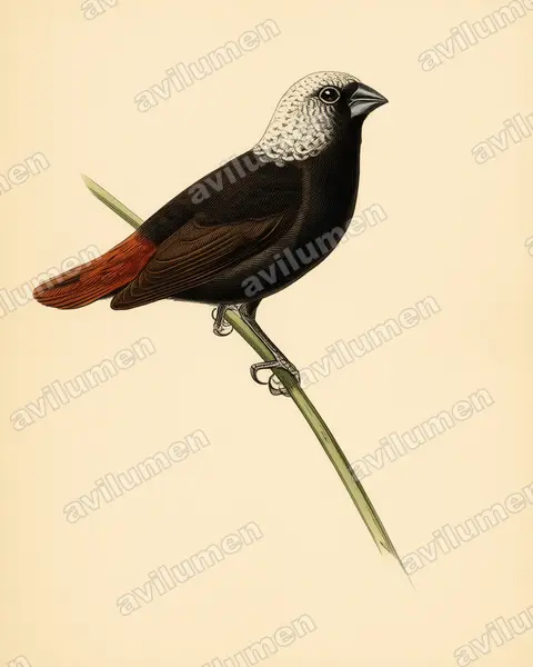 Ilustración en Lámina antigua: Lonchura hunsteini (Capuchino de Hunstein)