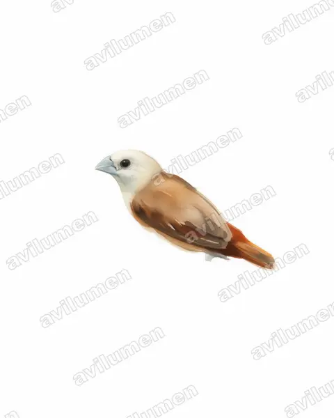 Ilustración en Acuarela: Lonchura pallida (Capuchino pálido)