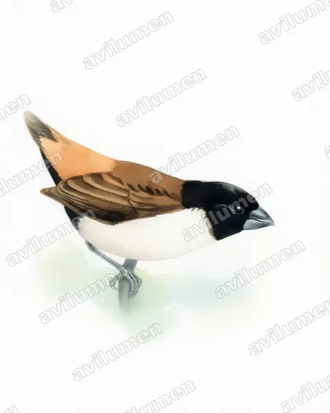 Watercolor illustration: Lonchura spectabilis (Hooded mannikin)