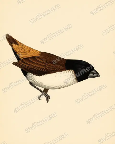 Vintage plate illustration: Lonchura spectabilis (Hooded mannikin)