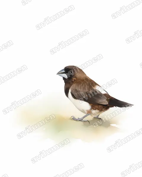 Illustration Aquarelle : Lonchura striata (Capucin domino)
