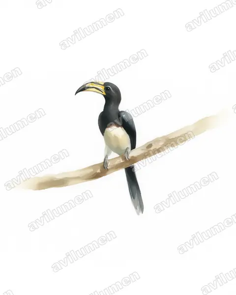 Watercolor illustration: Lophoceros fasciatus (African Pied Hornbill)