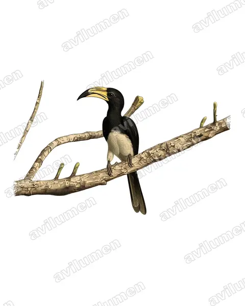 Vintage plate illustration: Lophoceros fasciatus (African Pied Hornbill)