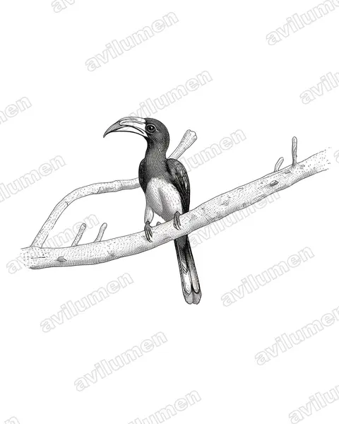 Ink illustration: Lophoceros fasciatus (African Pied Hornbill)