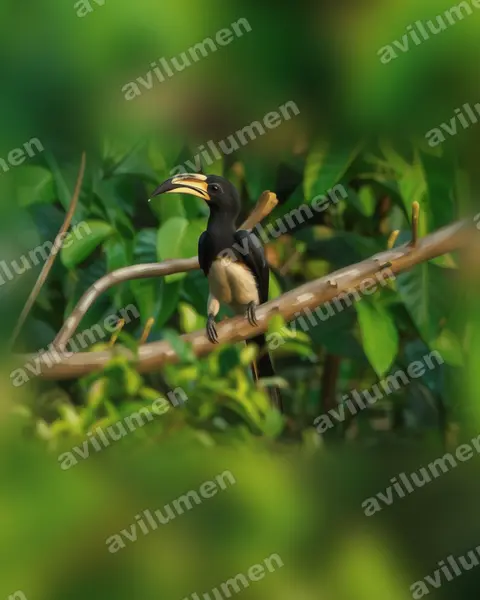 Realistic illustration: Lophoceros fasciatus (African Pied Hornbill)