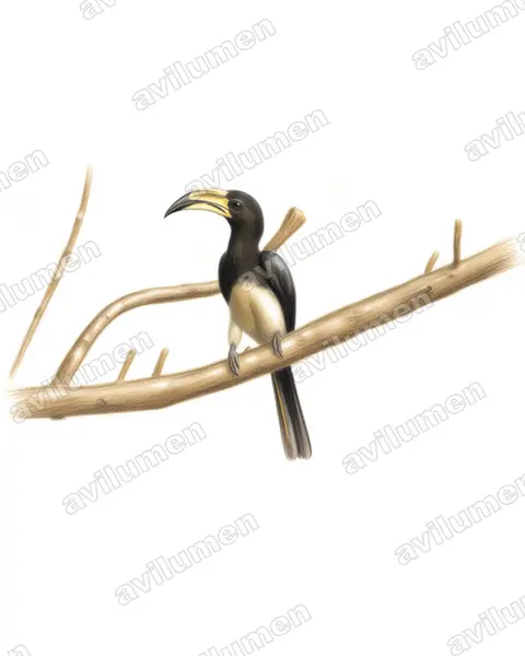 Colored pencil illustration: Lophoceros fasciatus (African Pied Hornbill)