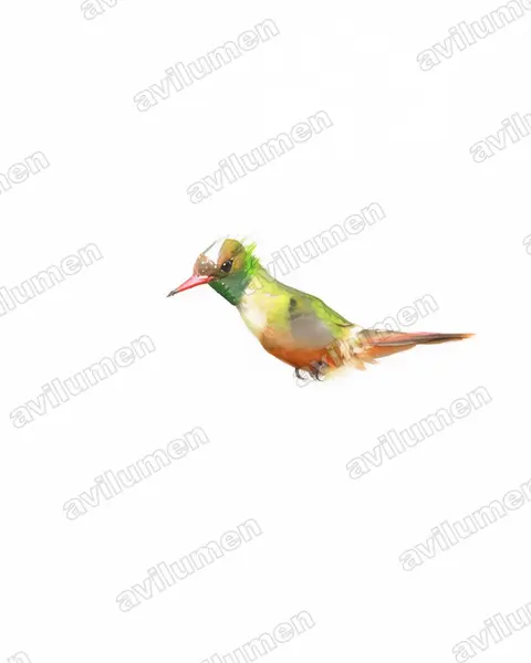Illustration im Stil Aquarell: Weißschopfelfe (Lophornis adorabilis)