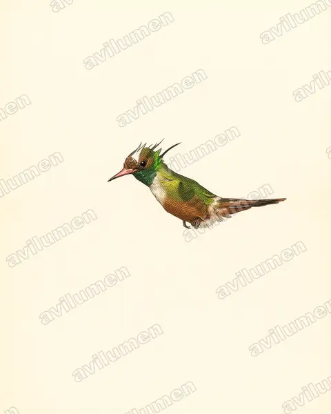 Illustration im Stil Historische Tafel: Weißschopfelfe (Lophornis adorabilis)