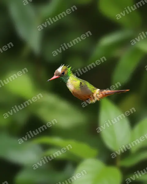 Illustration im Stil Realistisch: Weißschopfelfe (Lophornis adorabilis)