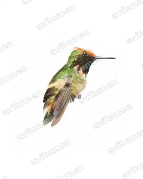 Ilustración en Acuarela: Lophornis brachylophus (Coqueta de Guerrero​)