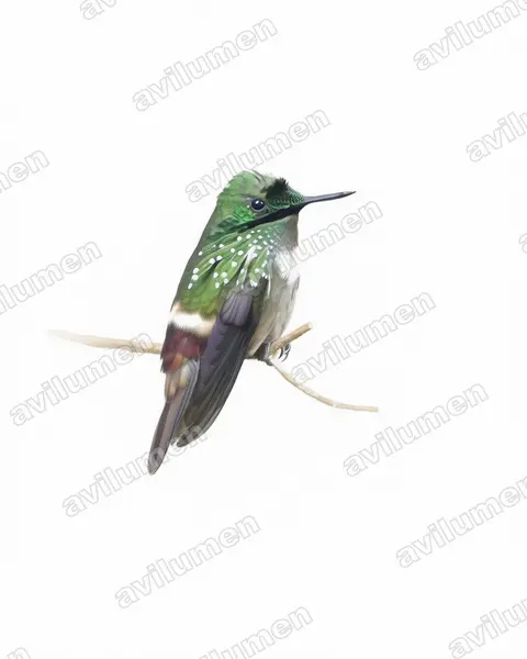 Ilustración en Acuarela: Lophornis chalybeus (Coqueta verde​)