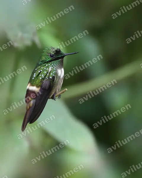 Ilustración en Realista: Lophornis chalybeus (Coqueta verde​)