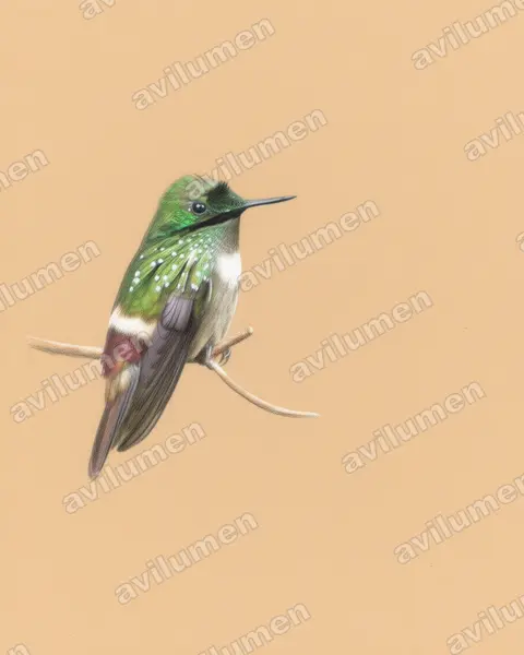 Ilustración en Lápiz de color: Lophornis chalybeus (Coqueta verde​)