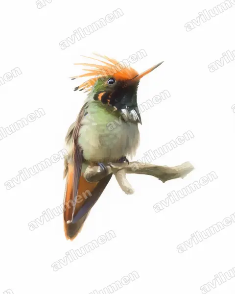 Ilustración en Acuarela: Lophornis delattrei (Coqueta crestirrufa)