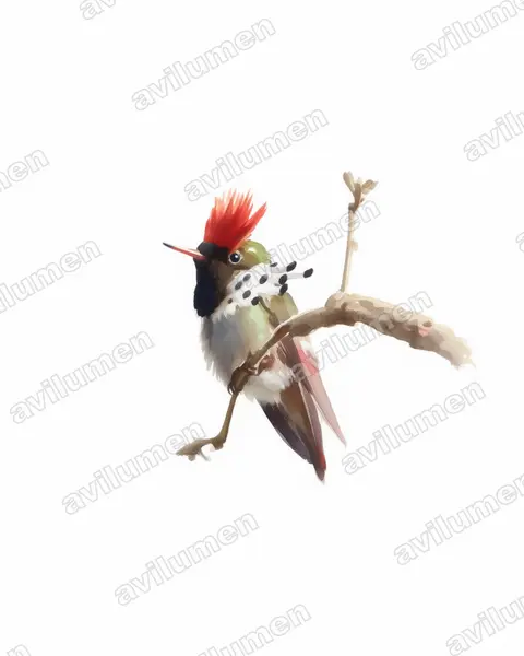 Illustration Aquarelle : Lophornis gouldii (Coquette de Gould)