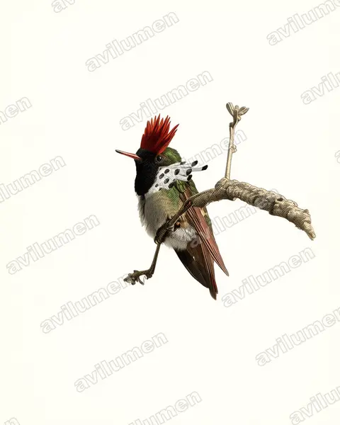Illustration Planche ancienne : Lophornis gouldii (Coquette de Gould)