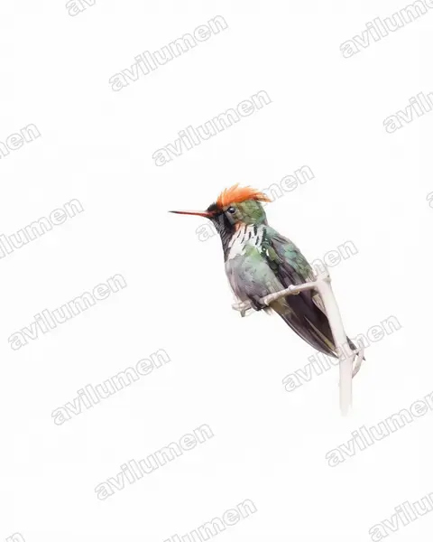 Ilustración en Acuarela: Lophornis magnificus (Coqueta magnífica)