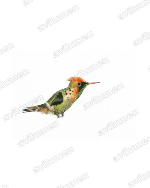 Watercolor illustration: Lophornis ornatus (Tufted coquette)